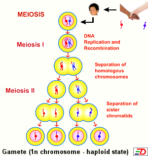 Bio Meiosis - Nail-Gales Science